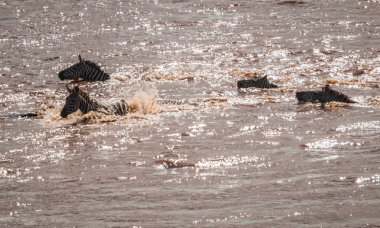 Zebralar ve antilop Masai M Serengeti göç sırasında