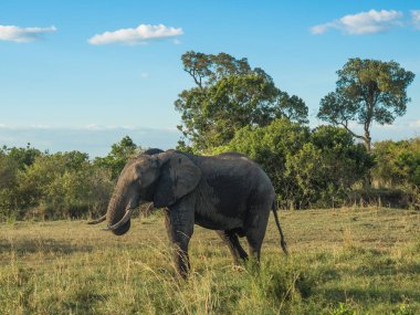 Kenya'daki Masai Mara Afrika filler