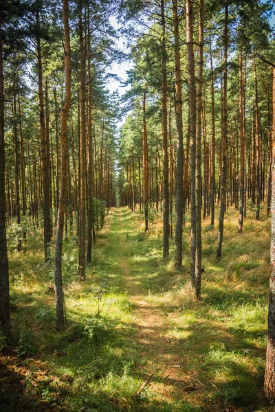 Tanzender Wald an der Kurischen Nehrung im Gebiet Kaliningrad in Russland — Stockfoto