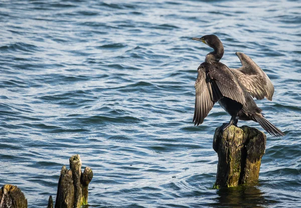 Cormorants in  Baltic Gulf in  Kaliningrad Region, Russia — Stock Photo, Image