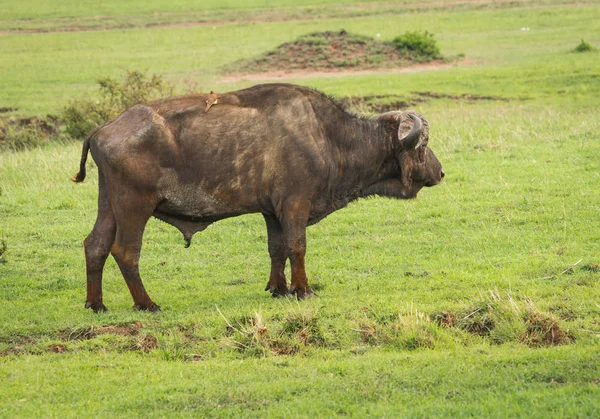 Buffalo from  Big Five in Masai Mara in Kenya — Stock Photo, Image