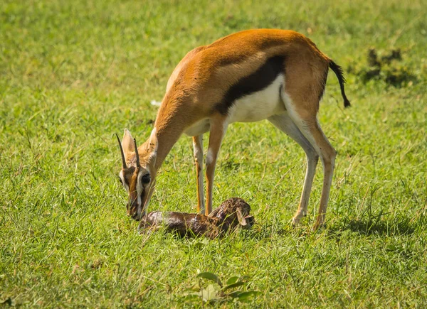 Antelope Thompson and her newborn baby in Masai Mara, Kenya — Stock Photo, Image