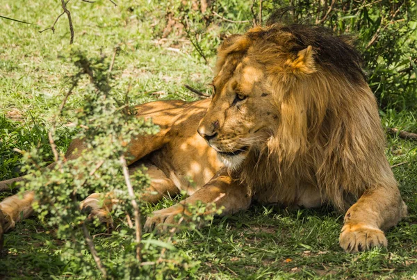 Leeuwenkoning in de natuur van de Masai Mara reserve in Kenia — Stockfoto