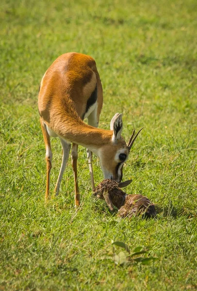 Antelope Thompson en haar pasgeboren baby in Masai Mara, Kenia — Stockfoto