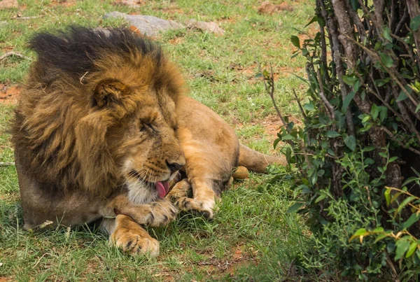 Nagy hím oroszlán jellegű Masai Mara tartalék Kenya — Stock Fotó