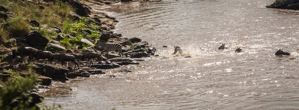 Zebry a pakoně během migrace ze Serengeti na Masai M — Stock fotografie