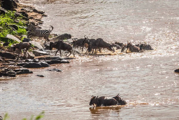 Zebralar ve antilop Masai M Serengeti göç sırasında