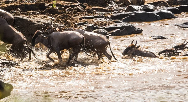 Zebralar ve antilop Masai M Serengeti göç sırasında