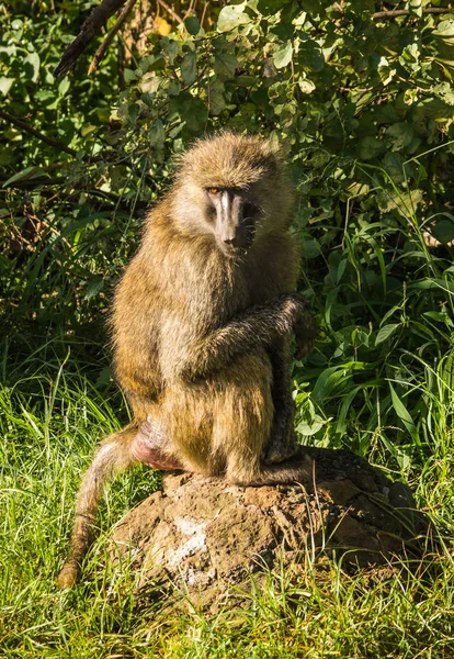 Mono babuinos cerca del lago Nakuru en Kenia — Foto de Stock