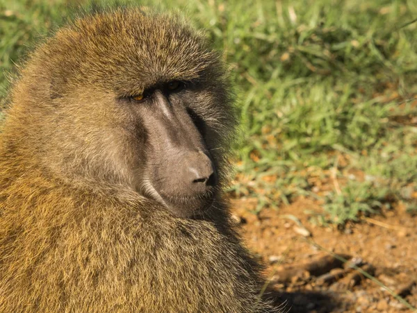 Babuini de maimuță lângă lacul Nakuru din Kenya — Fotografie, imagine de stoc