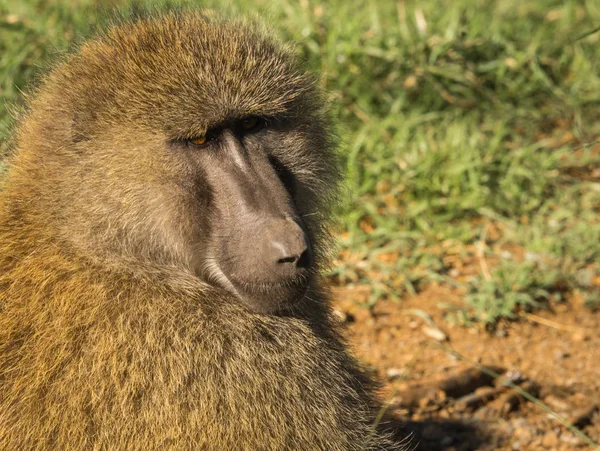 Monkey babianer nära Lake Nakuru i Kenya — Stockfoto