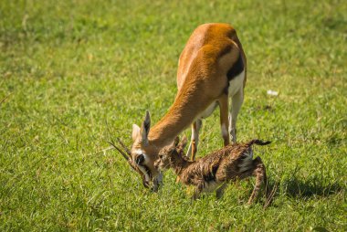 Antilop Thompson ve yeni doğan bebeği Masai Mara, Kenya