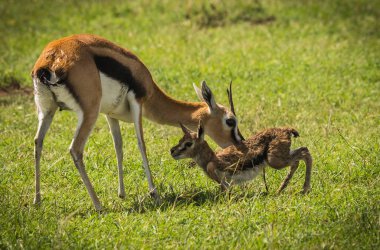 Antilop Thompson ve yeni doğan bebeği Masai Mara, Kenya