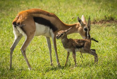 Antilop Thompson ve yeni doğan bebeği Masai Mara, Kenya