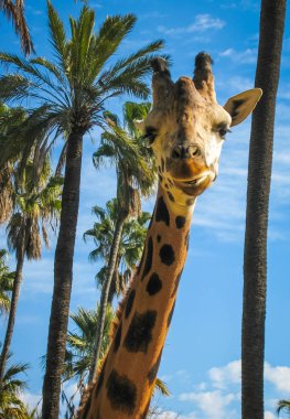 Bir zürafa, Yunanistan görüntü kadar kapatın