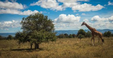 Zürafalar Masai Mara safari park, Kenya, Afrika