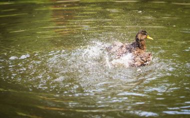 Sprey bir havuzda bulutu içinde küvet ördekler