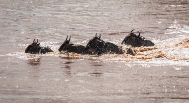 Zebralar ve antilop Masai M Serengeti göç sırasında