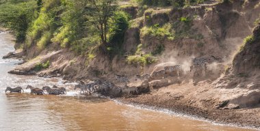 Zebralar ve antilop Masai M Serengeti göç sırasında