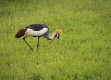 Kenya'daki Masai Mara parkta Vinçler taç