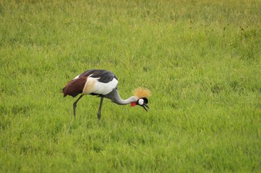 Kenya'daki Masai Mara parkta Vinçler taç