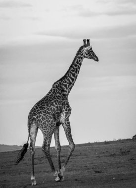 Zürafalar Masai Mara safari park, Kenya, Afrika