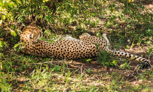 African cheetahs in Masai Mara park in Kenya — Stock Photo, Image