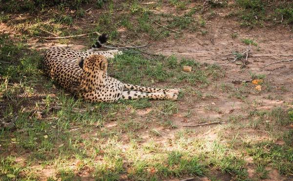 African cheetahs in Masai Mara park in Kenya — Stock Photo, Image