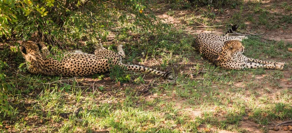 Африканские гепарды в парке Масаи Мара в Кении — стоковое фото