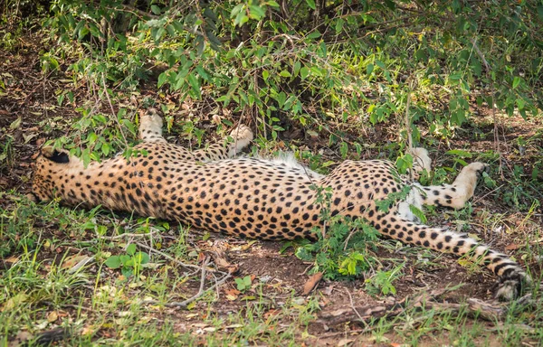 ケニアのマサイマラ国立保護区の公園でアフリカのチーター — ストック写真