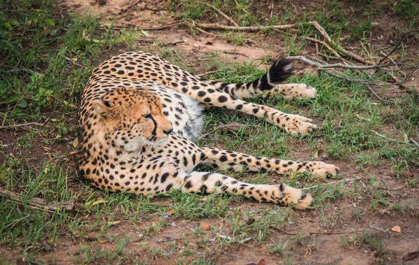 Αφρικανική τσιτάχ στο Πάρκο Masai Mara στην Κένυα — Φωτογραφία Αρχείου