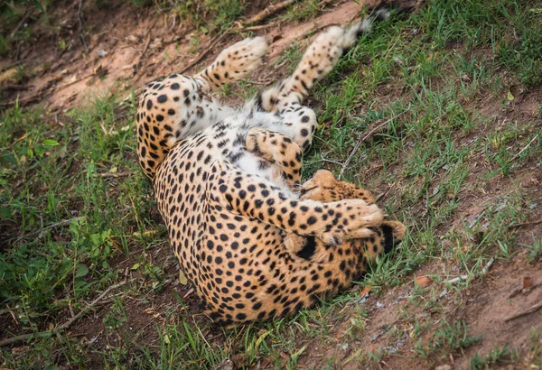 Gheparzi africani în parcul Masai Mara din Kenya — Fotografie, imagine de stoc