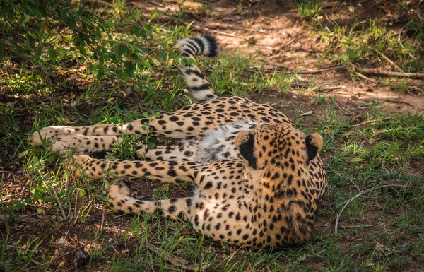 Africké gepardi v parku Masai Mara v Keni — Stock fotografie