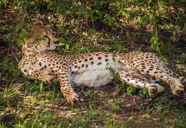 Αφρικανική τσιτάχ στο Πάρκο Masai Mara στην Κένυα — Φωτογραφία Αρχείου