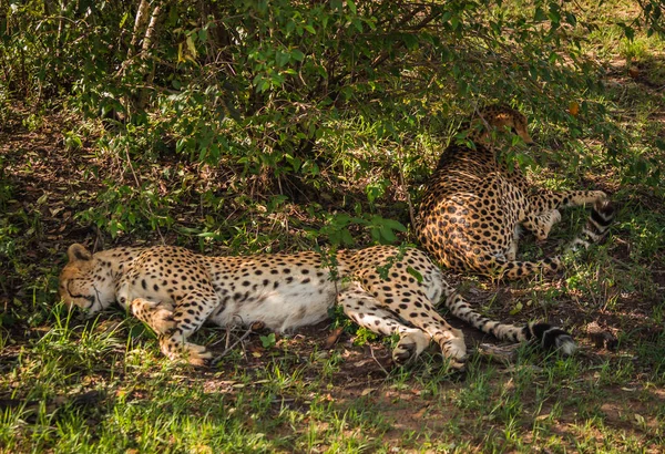 Afrikaanse luipaarden in het park van de Masai Mara in Kenia — Stockfoto