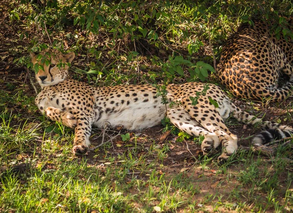 Αφρικανική τσιτάχ στο Πάρκο Masai Mara στην Κένυα — Φωτογραφία Αρχείου