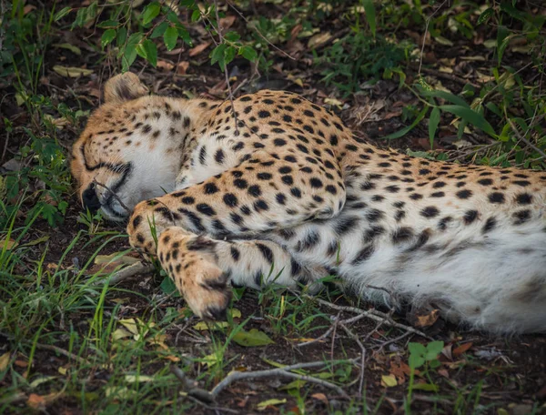 Cheetahs africanos no parque Masai Mara no Quênia — Fotografia de Stock