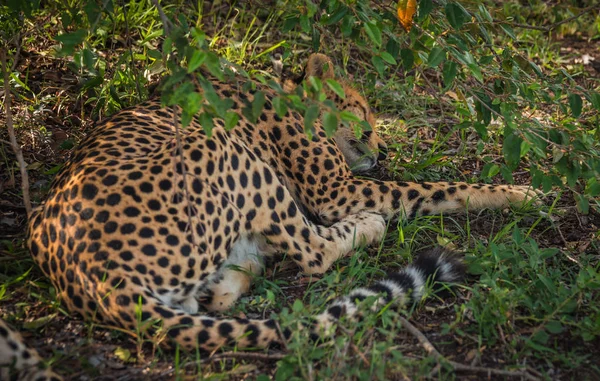 Africké gepardi v parku Masai Mara v Keni — Stock fotografie
