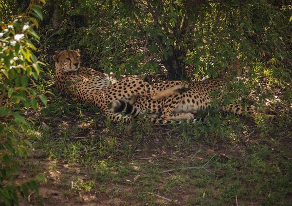 Cheetahs africanos no parque Masai Mara no Quênia — Fotografia de Stock