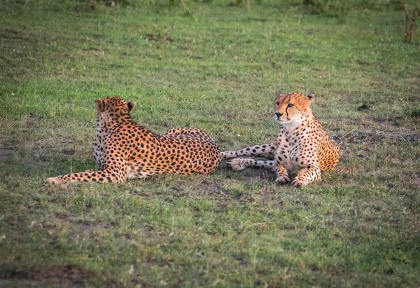 ケニアのマサイマラ国立保護区の公園でアフリカのチーター — ストック写真