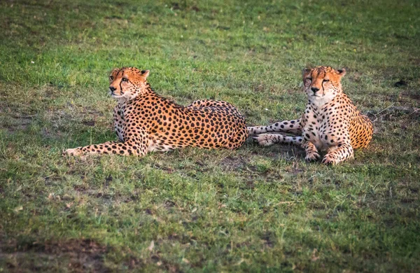 Afrikanska geparder i Masai Mara park i Kenya — Stockfoto