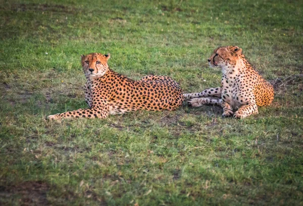 Gepardy Afryki w parku Masai Mara w Kenii — Zdjęcie stockowe