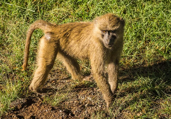 Mono babuinos cerca del lago Nakuru en Kenia — Foto de Stock