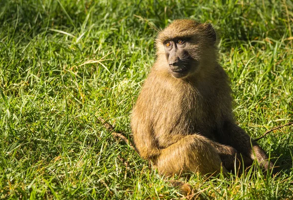 Mono babuinos cerca del lago Nakuru en Kenia — Foto de Stock