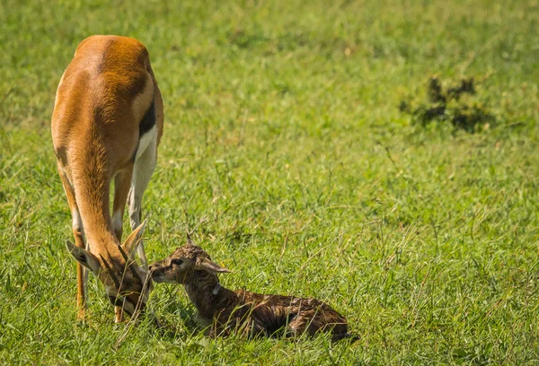 Antelope Thompson y su bebé recién nacido en Masai Mara, Kenia — Foto de Stock