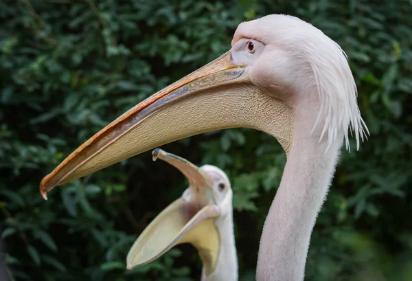 White pelicans in Baltiysk, Kaliningrad region, Russia — Stock Photo, Image