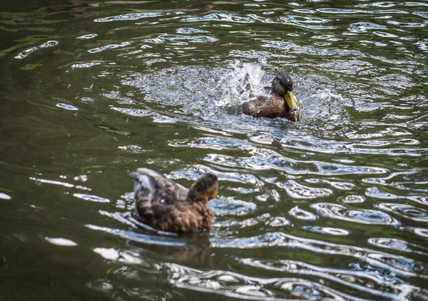 Patos tomando banho em uma nuvem de spray em uma lagoa — Fotografia de Stock