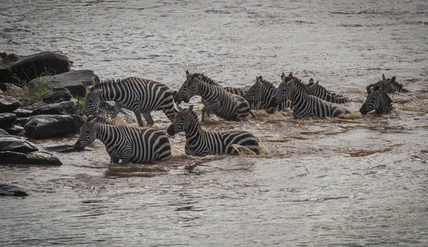 Zebras and wildebeest during migration from Serengeti to Masai M