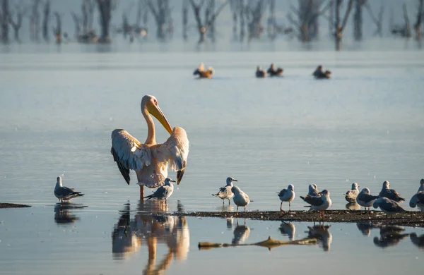 Birds in flooded Lake Nakuru with reflections in Kenia