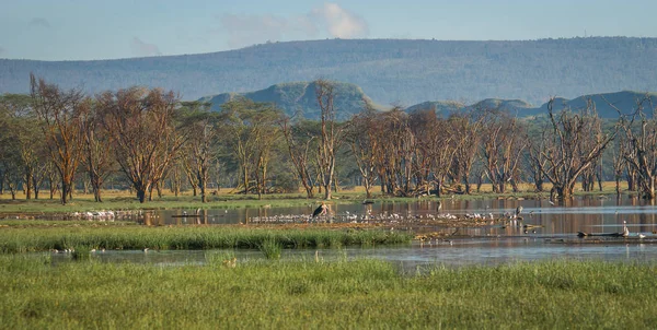 Birds in flooded Lake Nakuru with reflections in Kenia